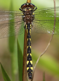 Delta-spotted Spiketail